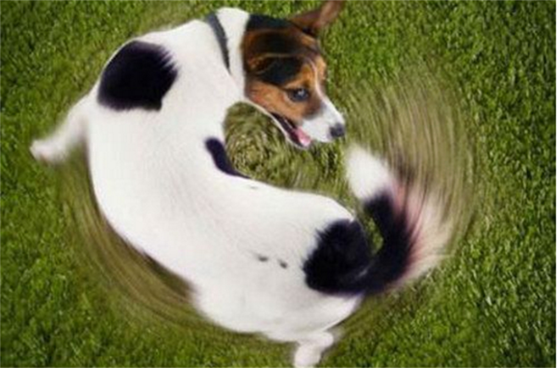 狗在交配前为什么要“闻屁股”?看似尴尬的行为,其实有科学依据