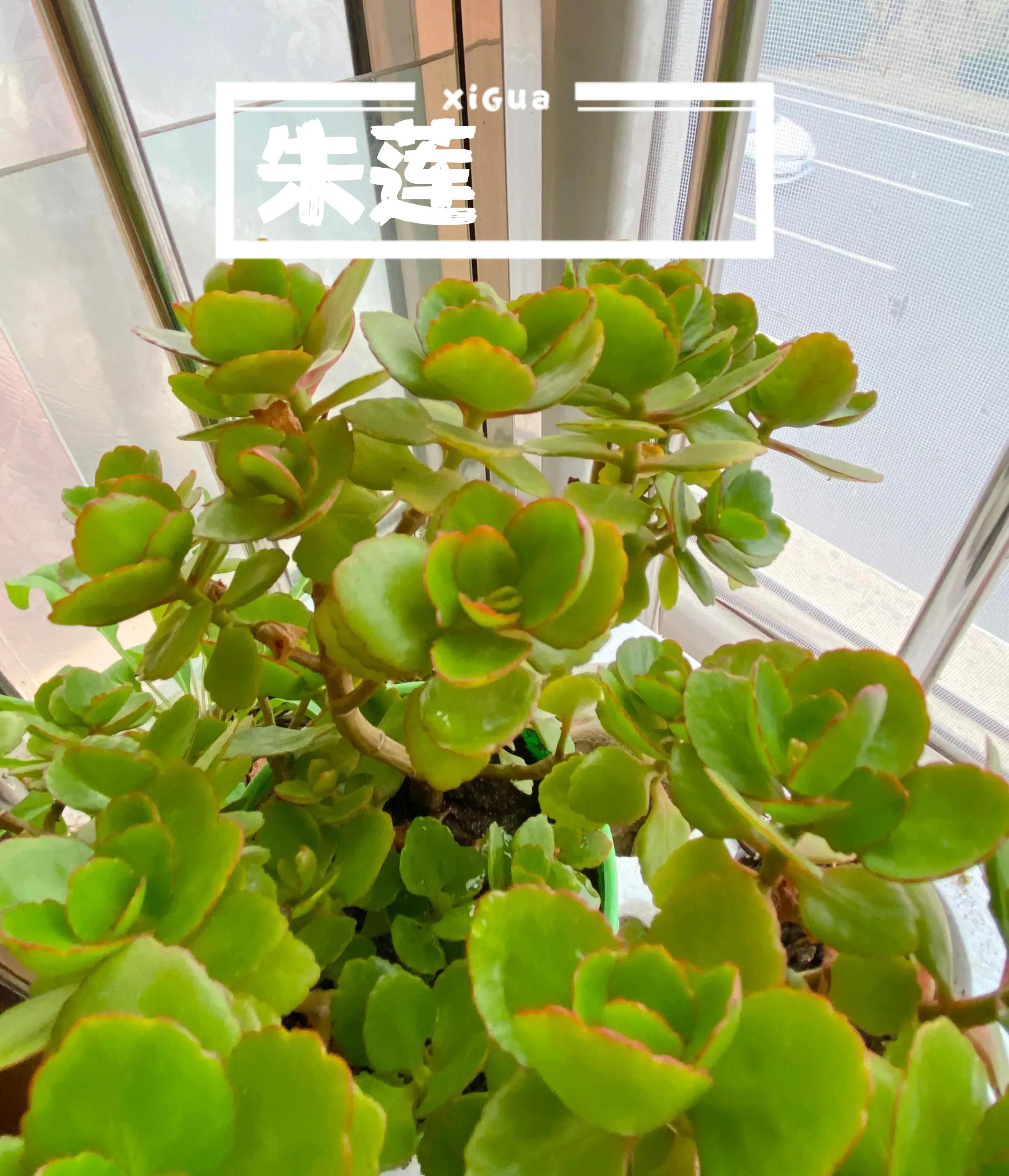 人见人爱花见花开车见车爆胎,人见人爱花见花开台词