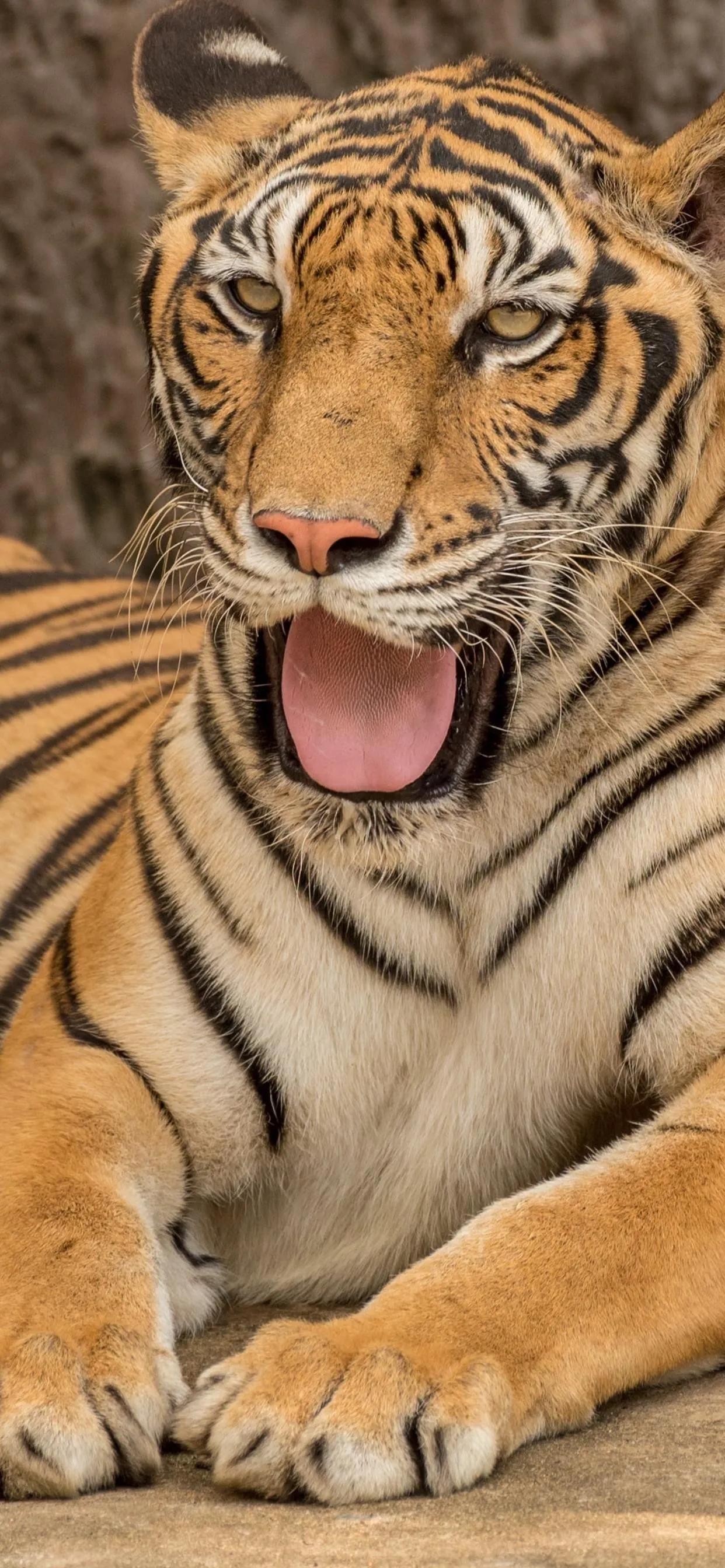 戏说老虎图文杂汇