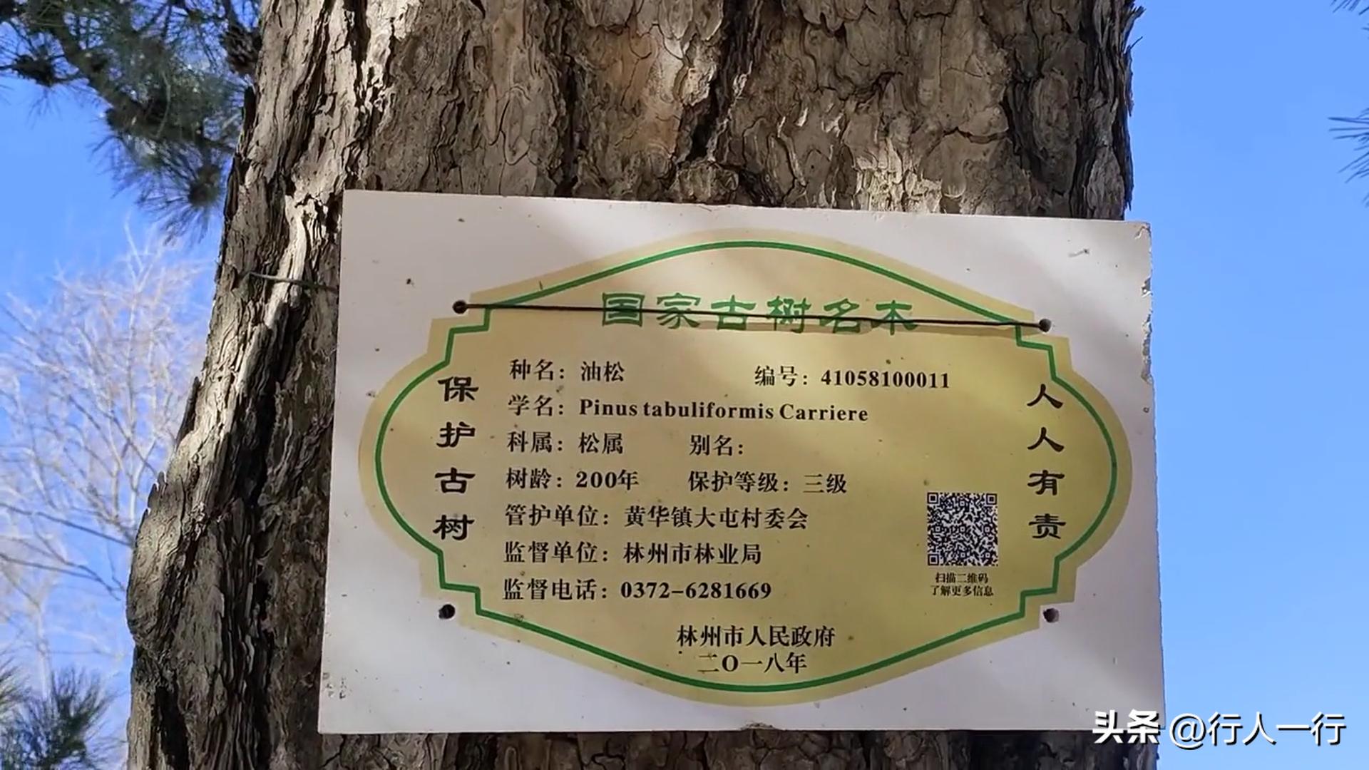 林州海拔最高的村子,林州海拔1200米的山村