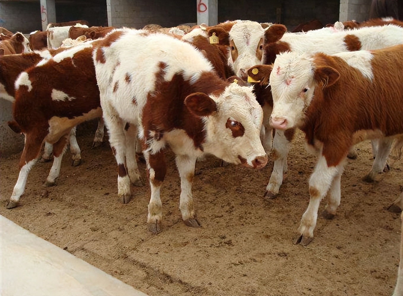 牛吃玉米行吗,牛吃玉米粒好不好