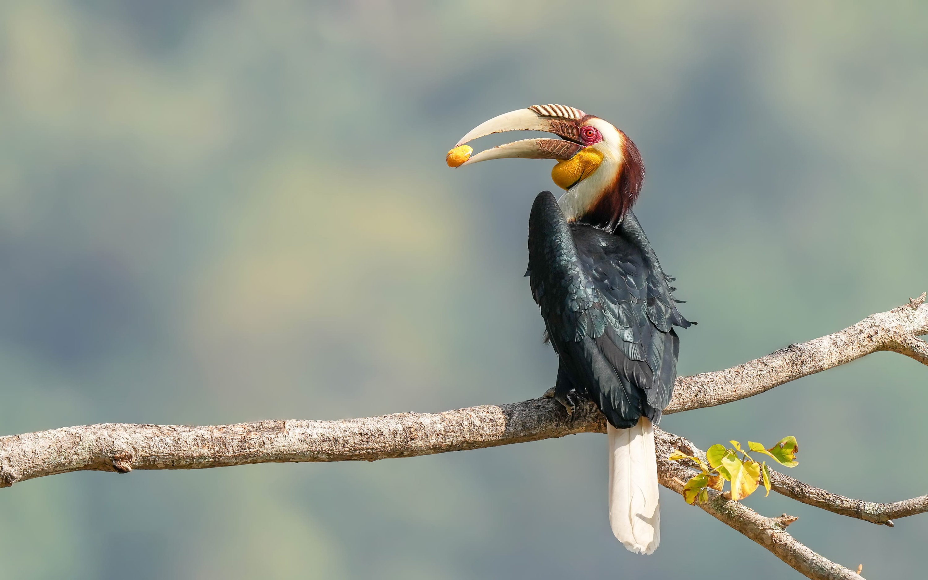 王者归来1-100级,索尼alpha1教程