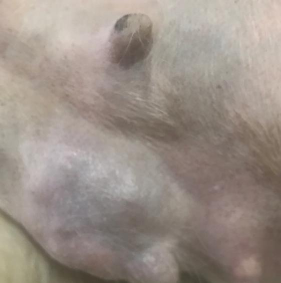 狗狗乳腺肿瘤溃烂怎么处理,狗狗乳腺囊肿和肿瘤的区别