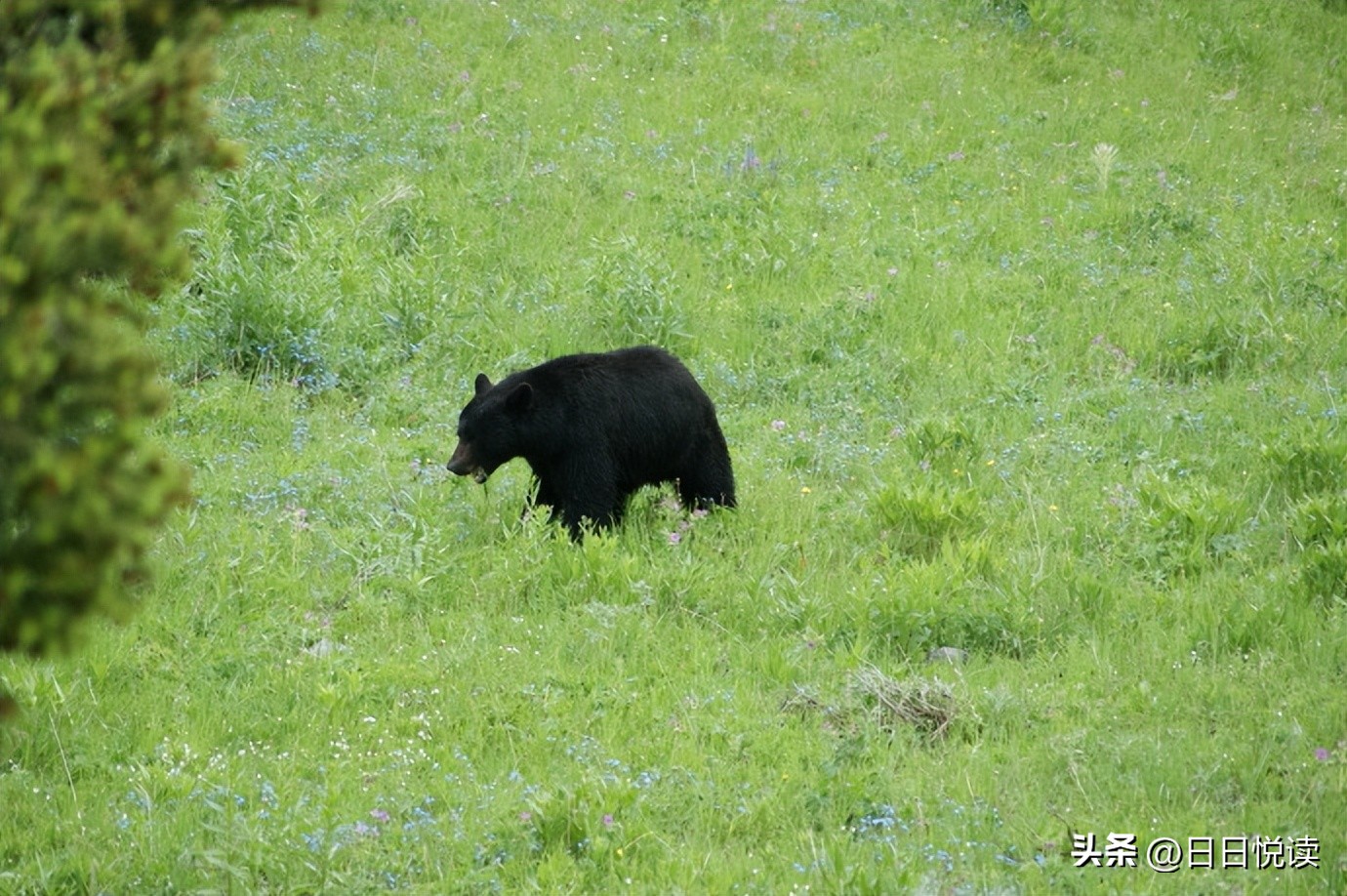 美国黄石国家公园经典风景图片,美国黄石国家公园在地图怎么找