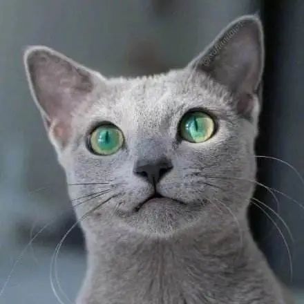 北约制裁俄罗斯的猫,俄罗斯的猫被制裁了是怎么回事