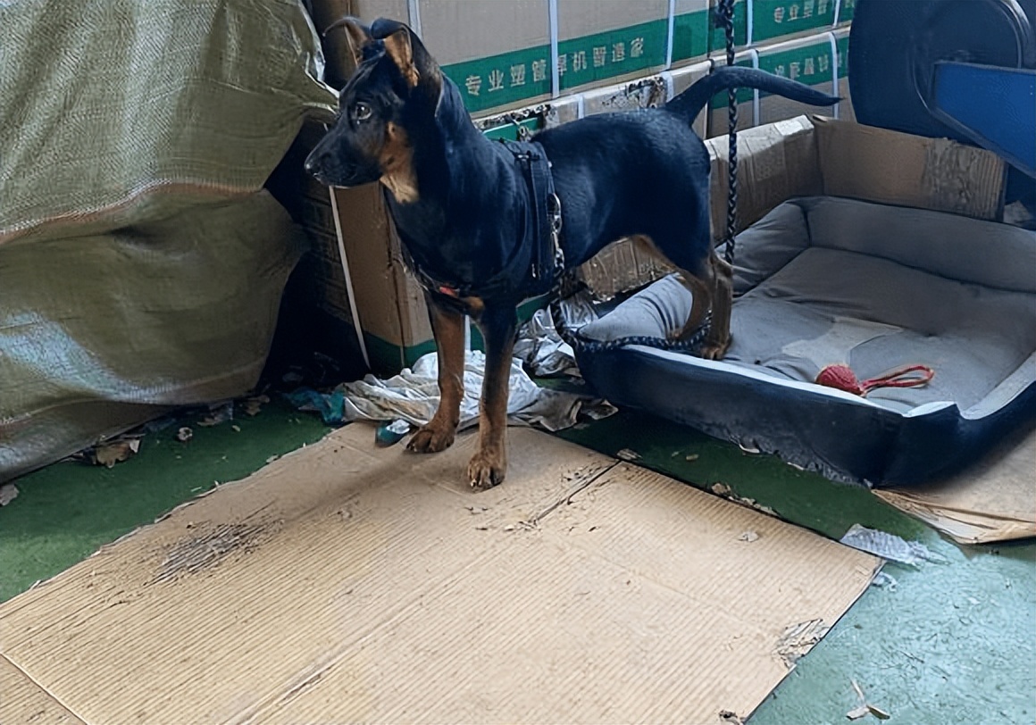 罗威纳认主有什么表现,罗威纳认主真实表现