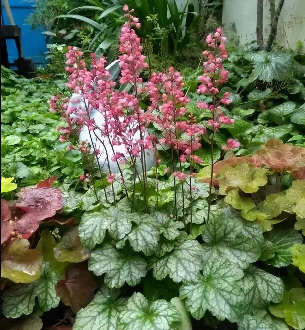 推荐十种适合北方庭院的开花植物,十大适合北方庭院种植的植物