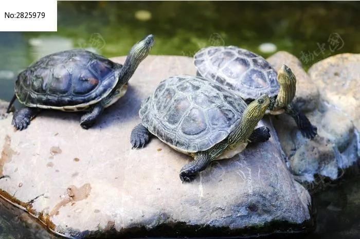 可爱的小乌龟优秀作文1000字,写小乌龟的优秀作文