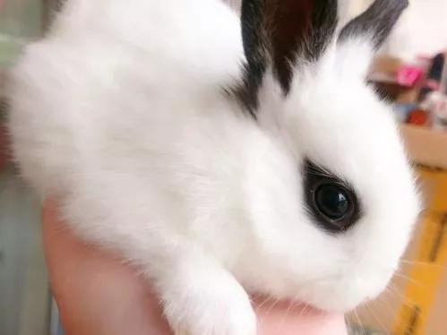 适合当宠物的小兔子,适合家庭当宠物养的四种小兔兔