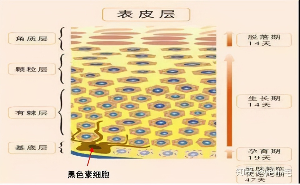 比较温和的美白祛斑精华,小编给大家推荐几款有效祛斑精华