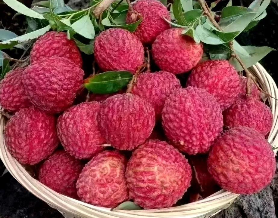 “水晶细嚼甜于蜜,满口生香玉露漙”,夏日里的荔枝又鲜又红又甜