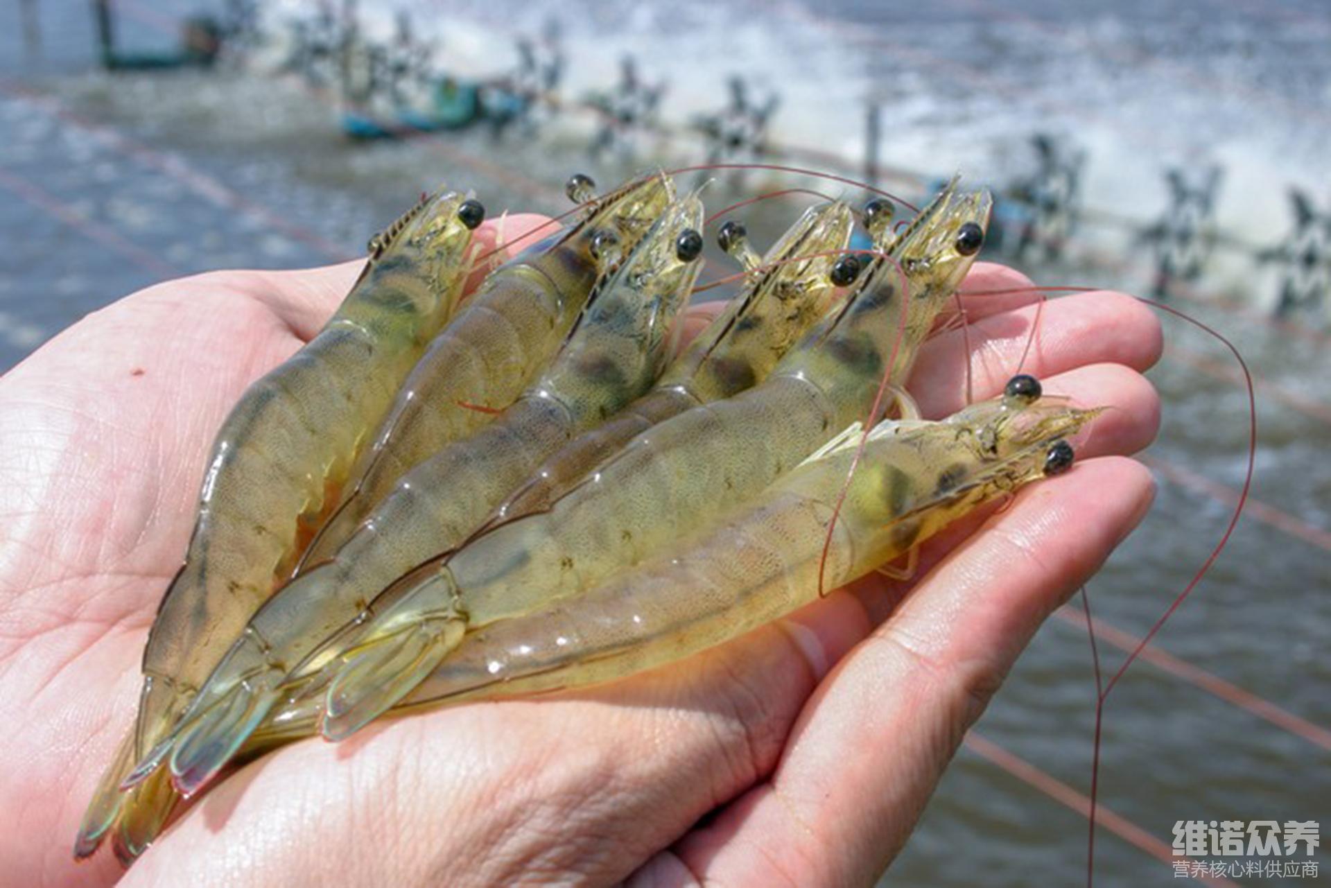 对虾饲料如何拌料好,对虾正确的饲料喂法