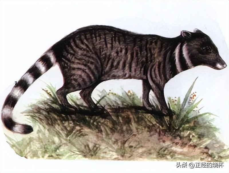 灵猫属于什么猫,长尾灵猫是猫科动物吗