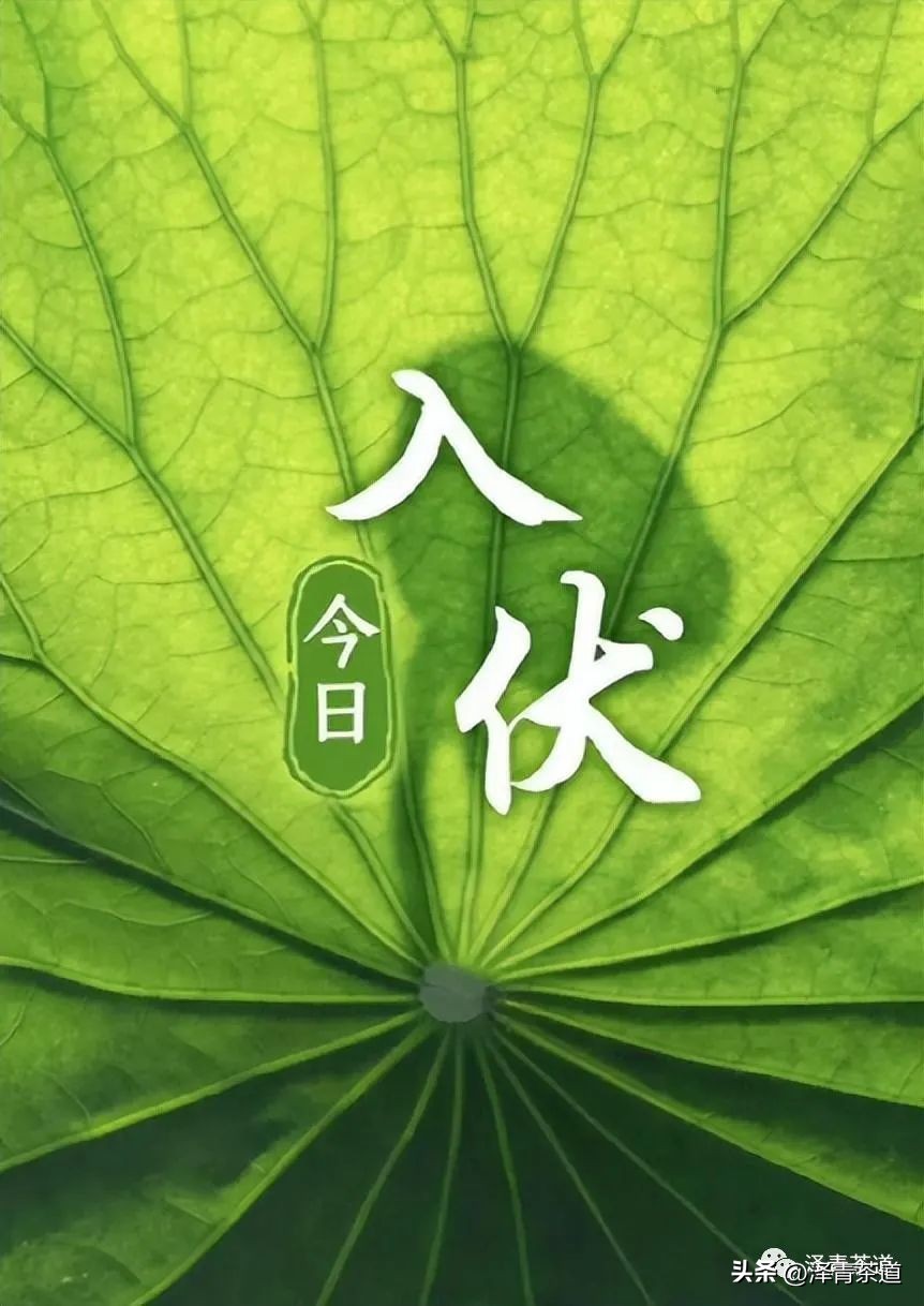 三伏天一定要知道的健康小知识,三伏天健康攻略