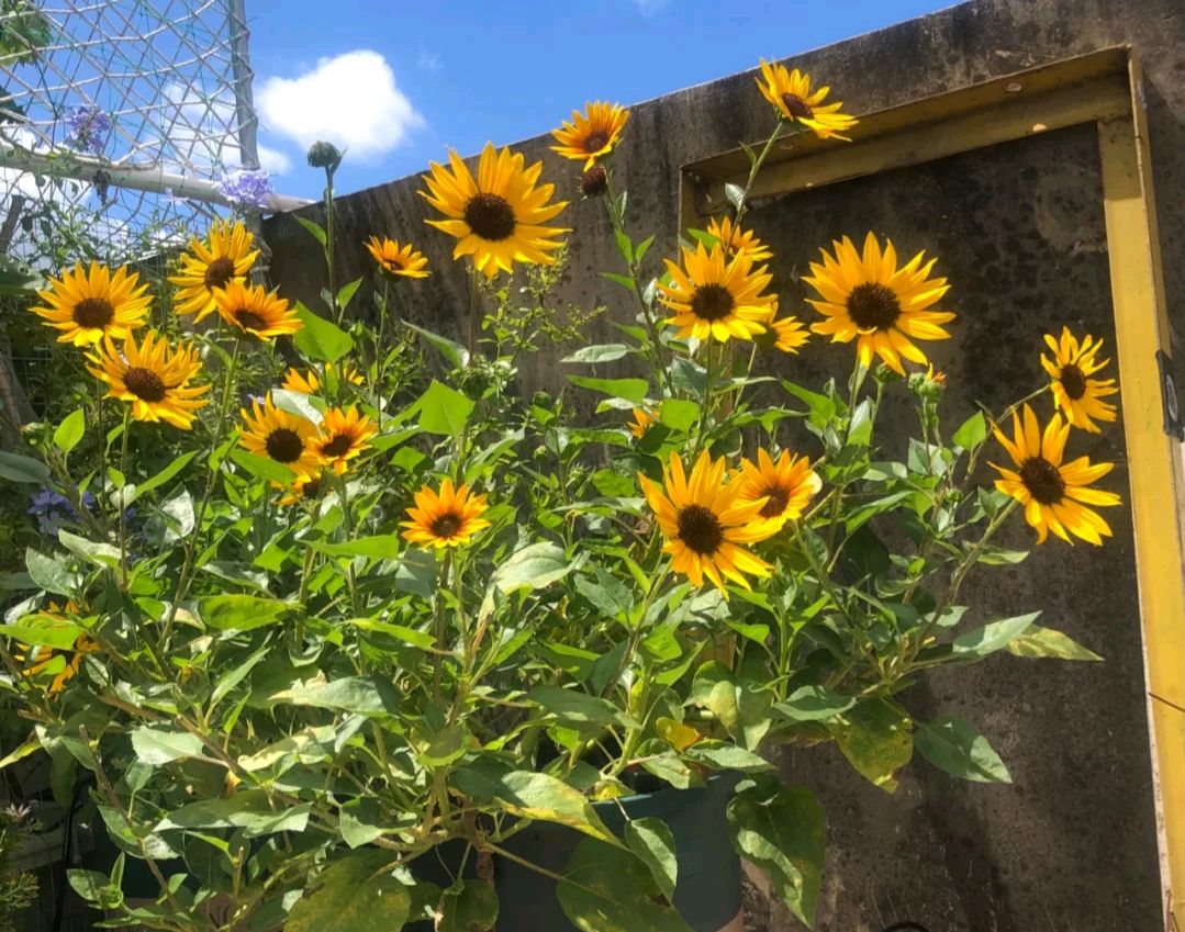 清明期间开的野花有哪些,清明节野花