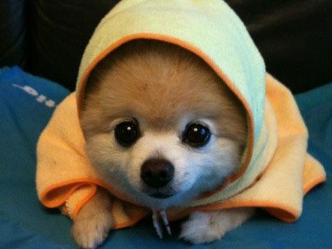 狗狗的指甲怎么处理,狗狗指甲长怎么处理