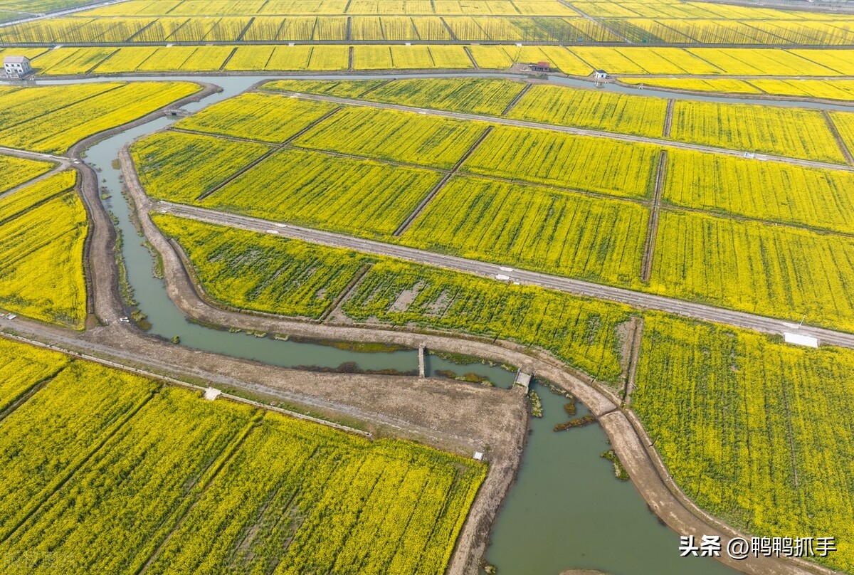 智慧农业保障早稻丰产,水稻高效智慧农业应用技术
