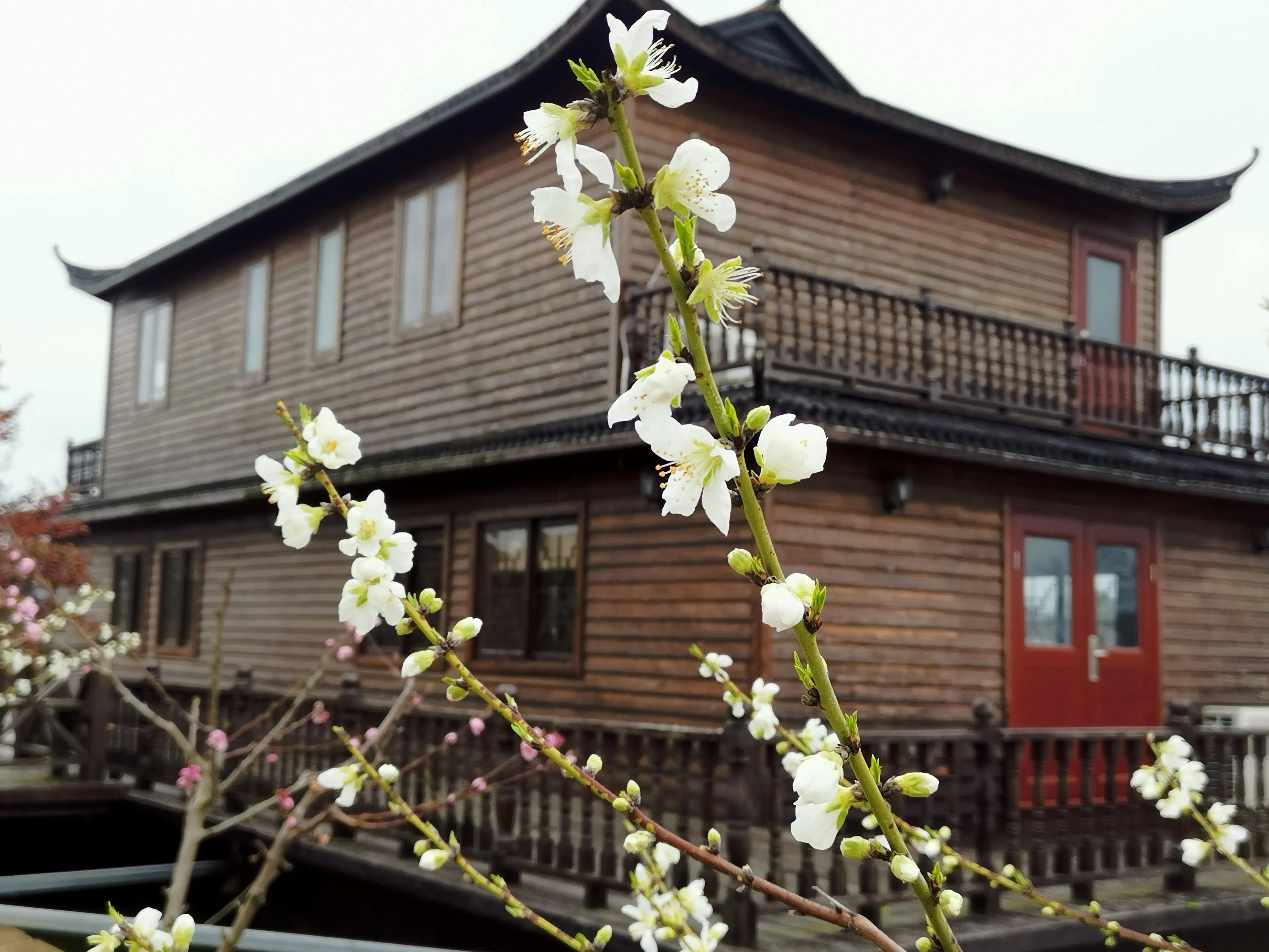 琼瑶飘逝的梦小说,琼瑶和琼瑶谁漂亮