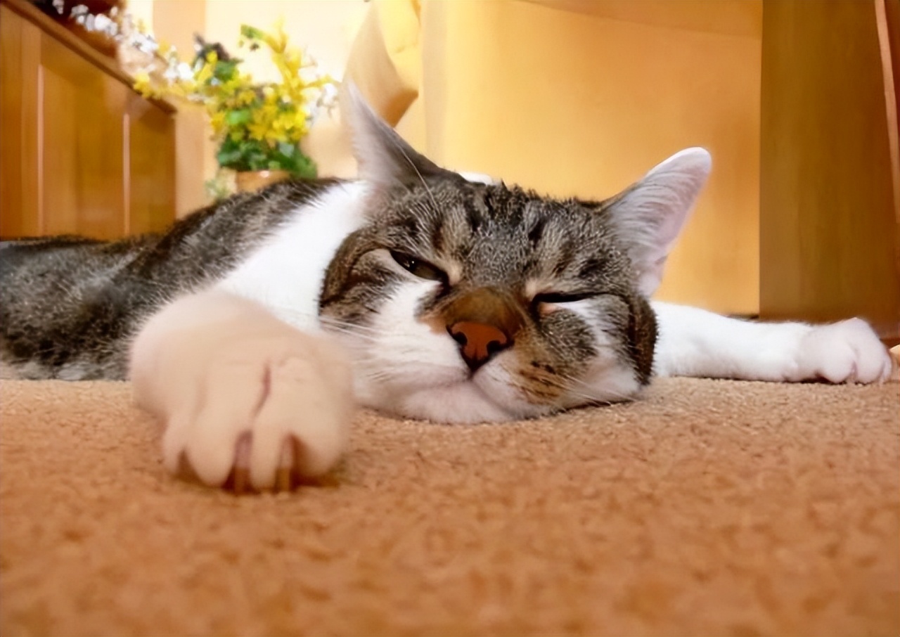 给猫咪看病要花2万块，我想把猫咪丢掉