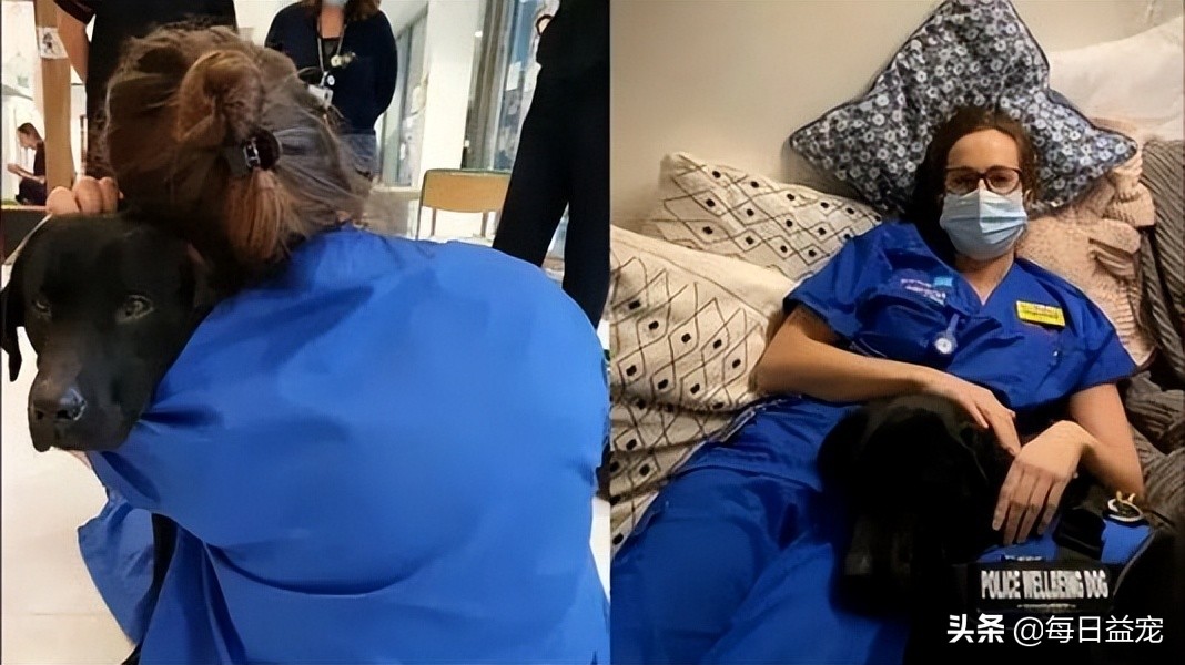 警犬上班偷懒被发现,警犬被开除原因笑喷