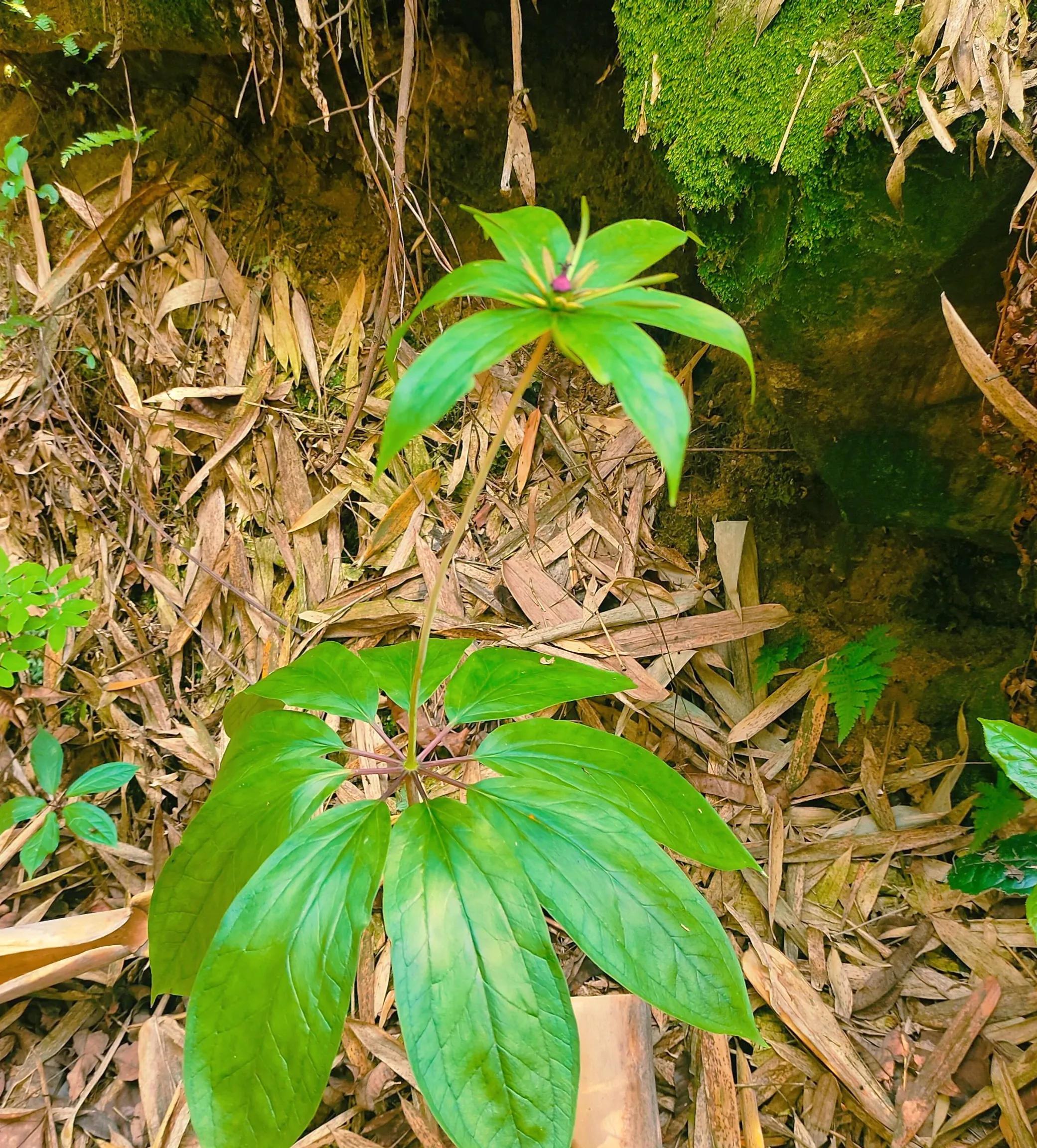 蛇最怕的植物和草,蛇最怕的几种动物分别是谁