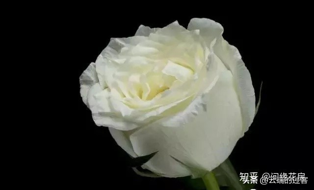 1到99朵玫瑰的含义图片,1到99朵玫瑰花语是什么