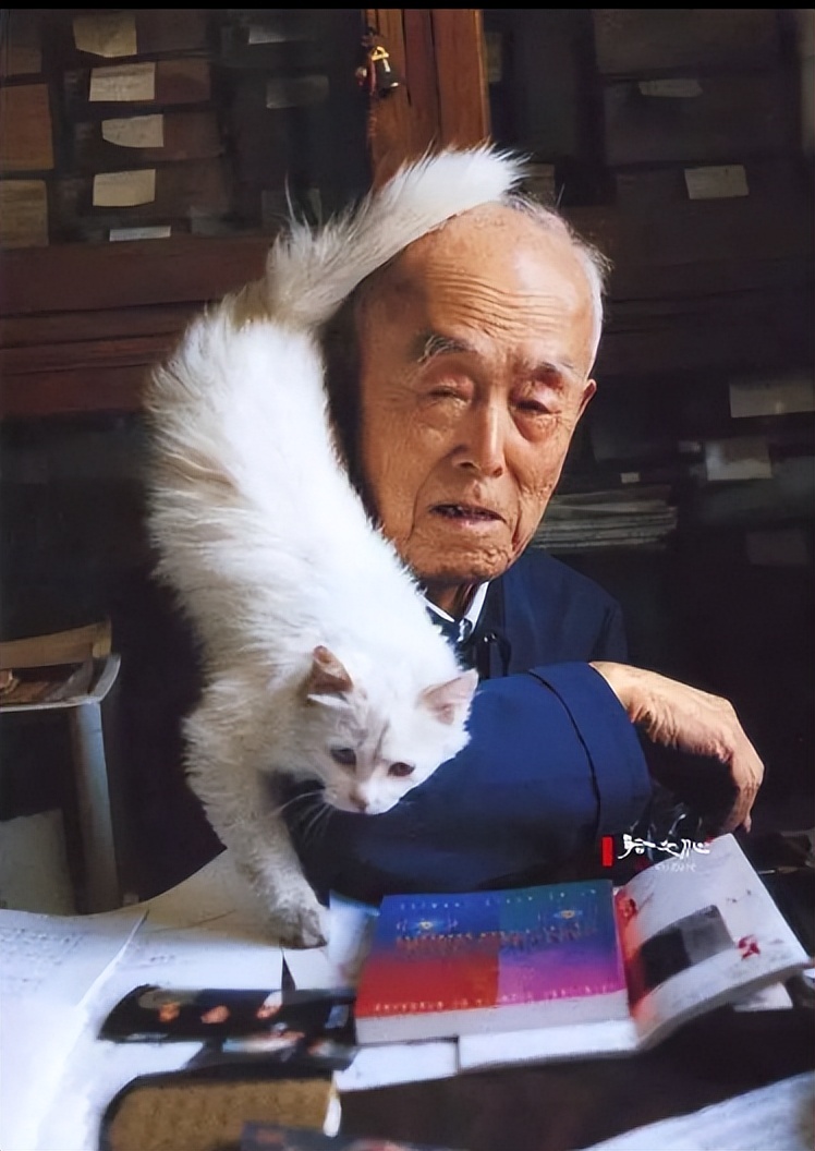 乾隆喜欢山东狮子猫吗,鸳鸯眼狮子猫乾隆