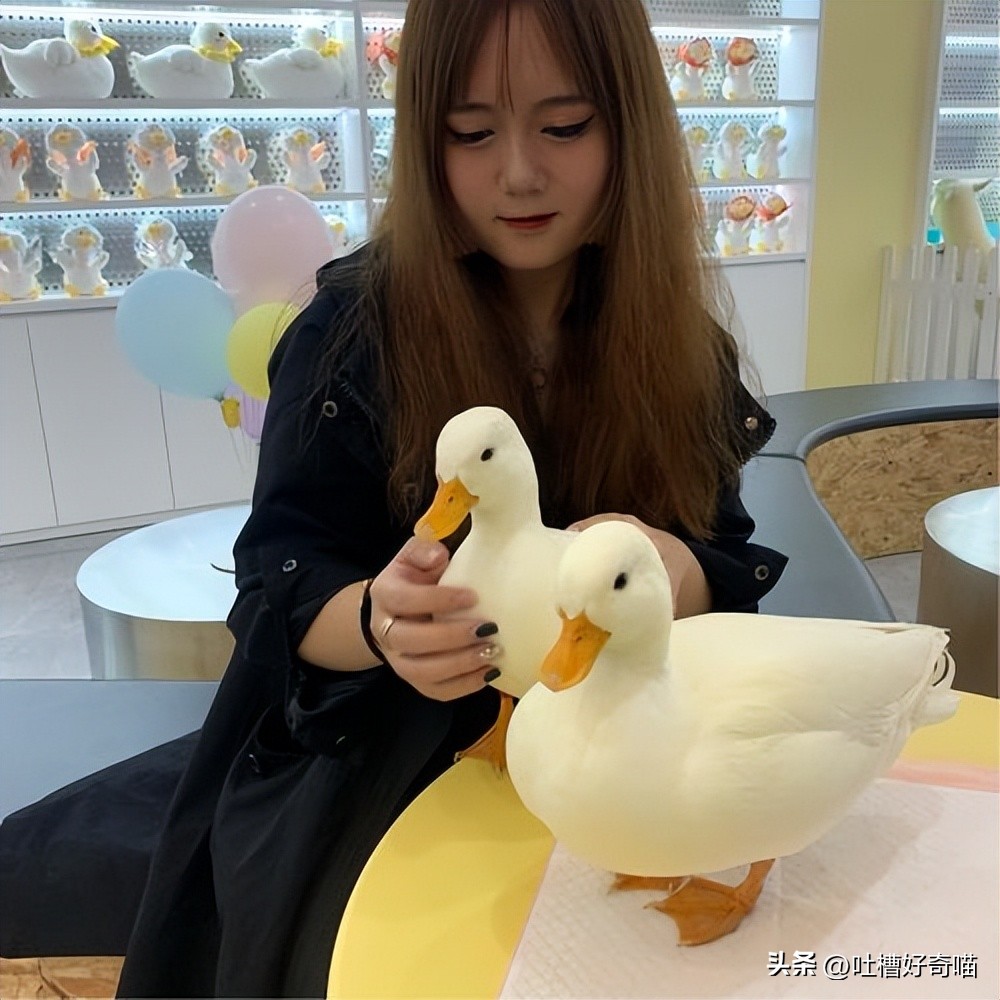 除了猫猫狗狗还可以养什么宠物,除了猫狗还可以养的小型宠物