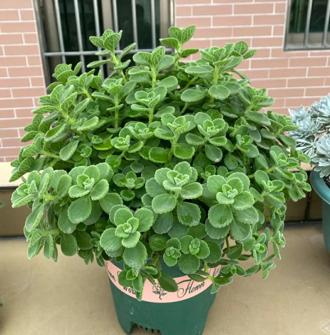 室内不见阳光比较好养的花有哪些,室内适合养什么花或植物对身体好