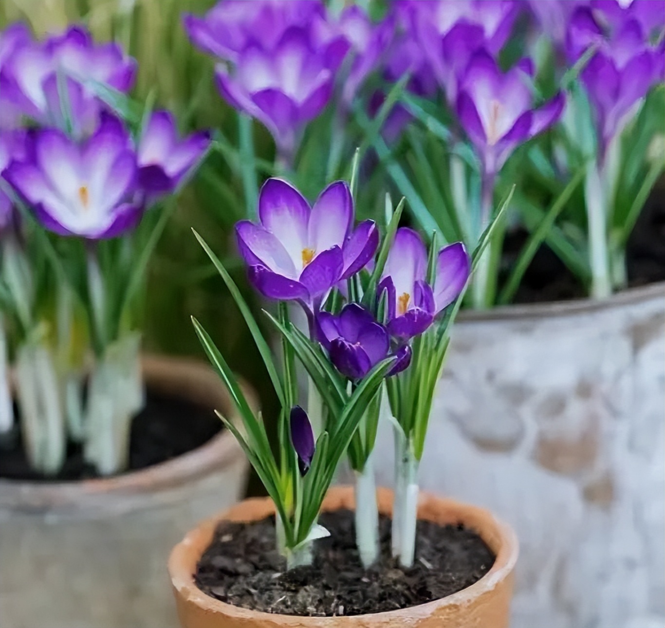 球根类花卉有哪些比较好养,有哪些好看的球根花卉盆栽