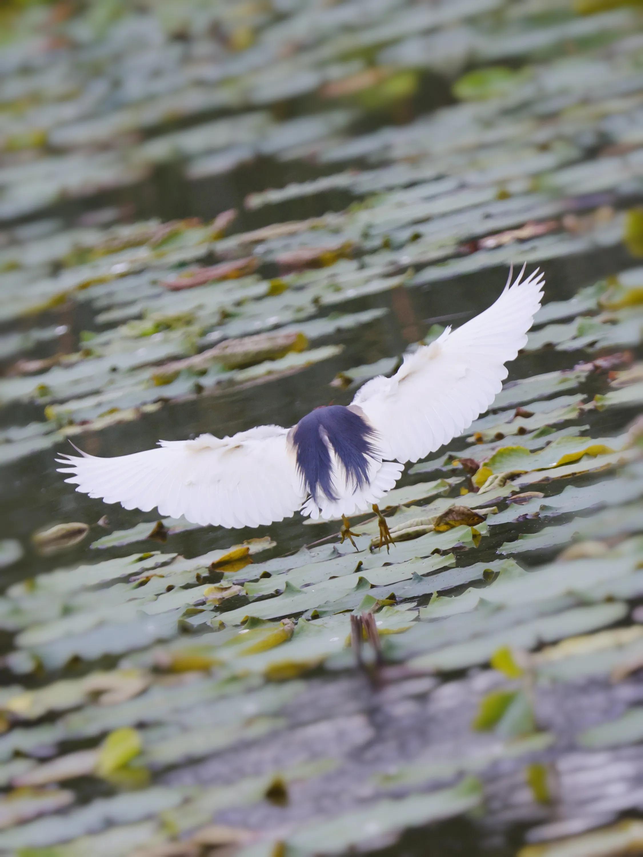 上海国际汽车城安亭,上海安亭国际汽车城