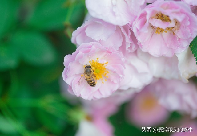 生如夏花灿烂的时候,生如夏花绚烂绽放歌曲视频