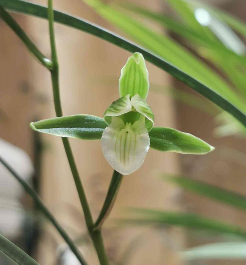 寒兰生长环境图片,寒兰习性
