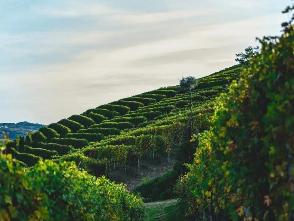 为什么越来越多的人喜欢红酒,为什么那么多人迷恋西班牙