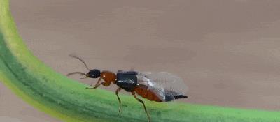 硫酸虫咬了怎么处理,硫酸虫导致皮肤损伤处理