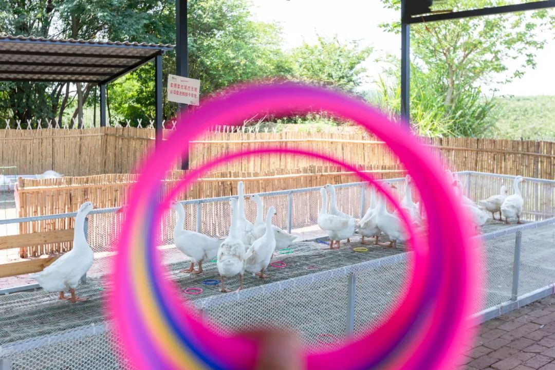 这个五一长假，闯进溧阳鹅村童话世界，做个快乐的大小“鹅”童