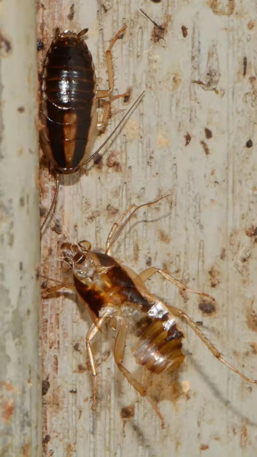 陕西除虫灭蟑螂排行,广州高效灭蟑螂方法