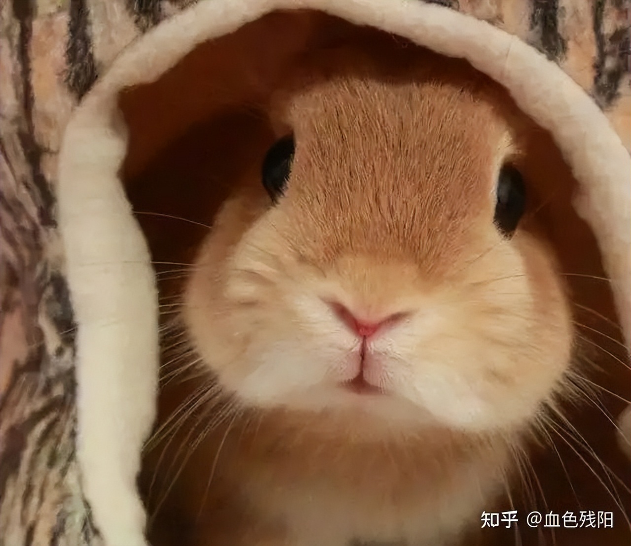 兔子急了也咬人是怎么回事,宠物兔变得爱咬人