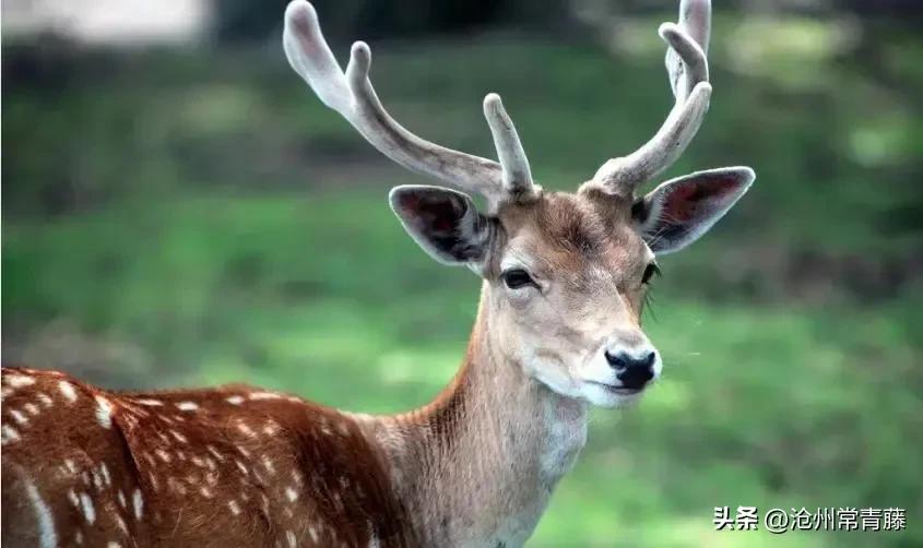 夏至节气感慨,今日夏至话题