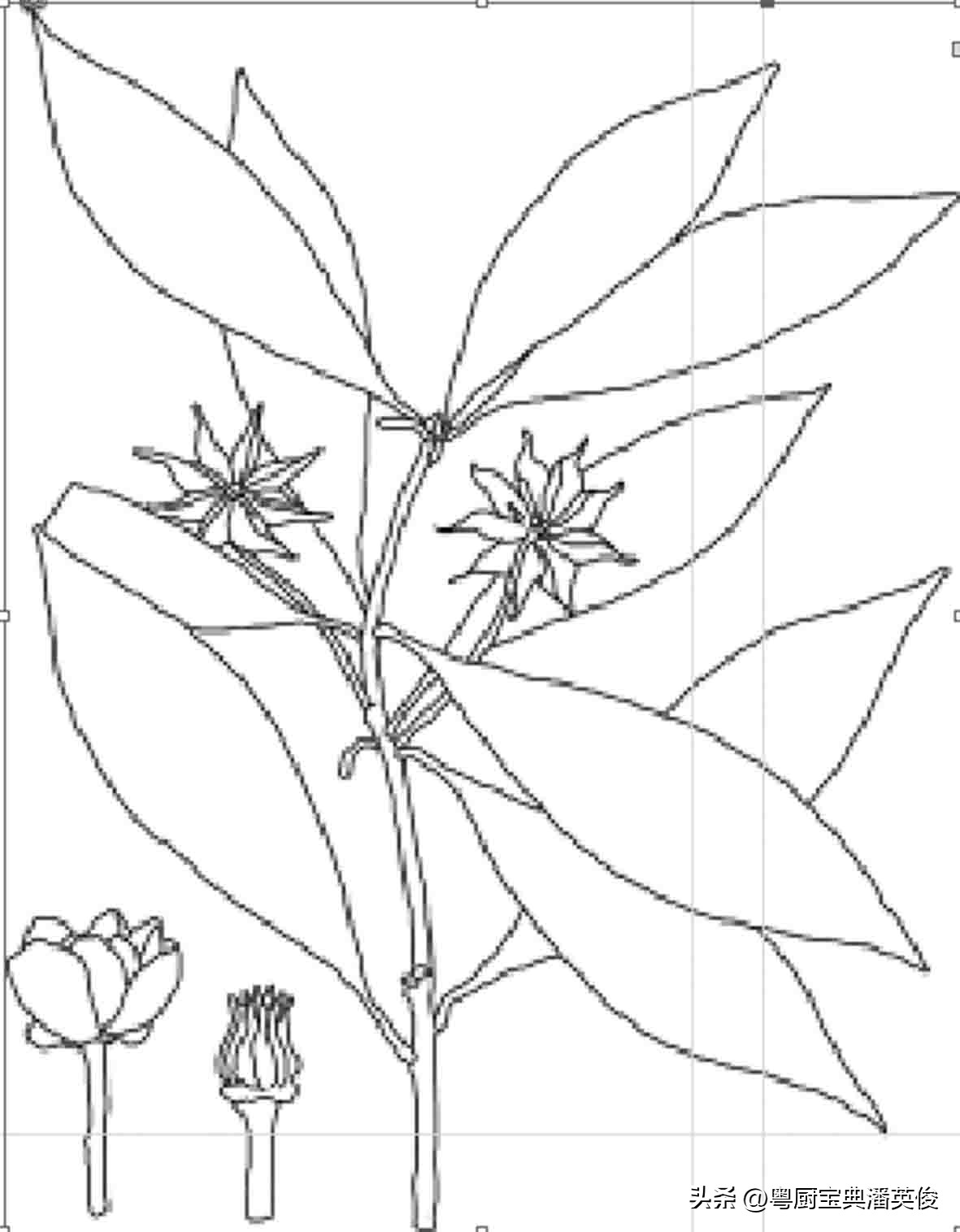 香料知识：八角因形状而得名，原称舶茴香，菜肴及卤味增香的法宝