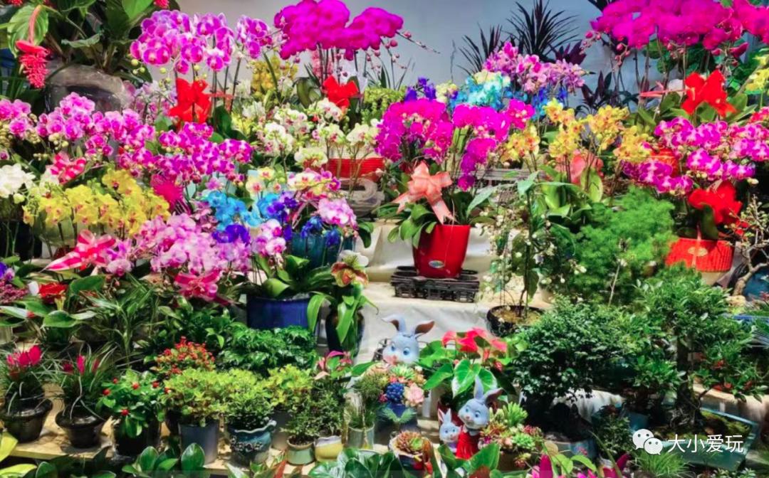 北京最美的花鸟市场,北京值得逛的花鸟市场