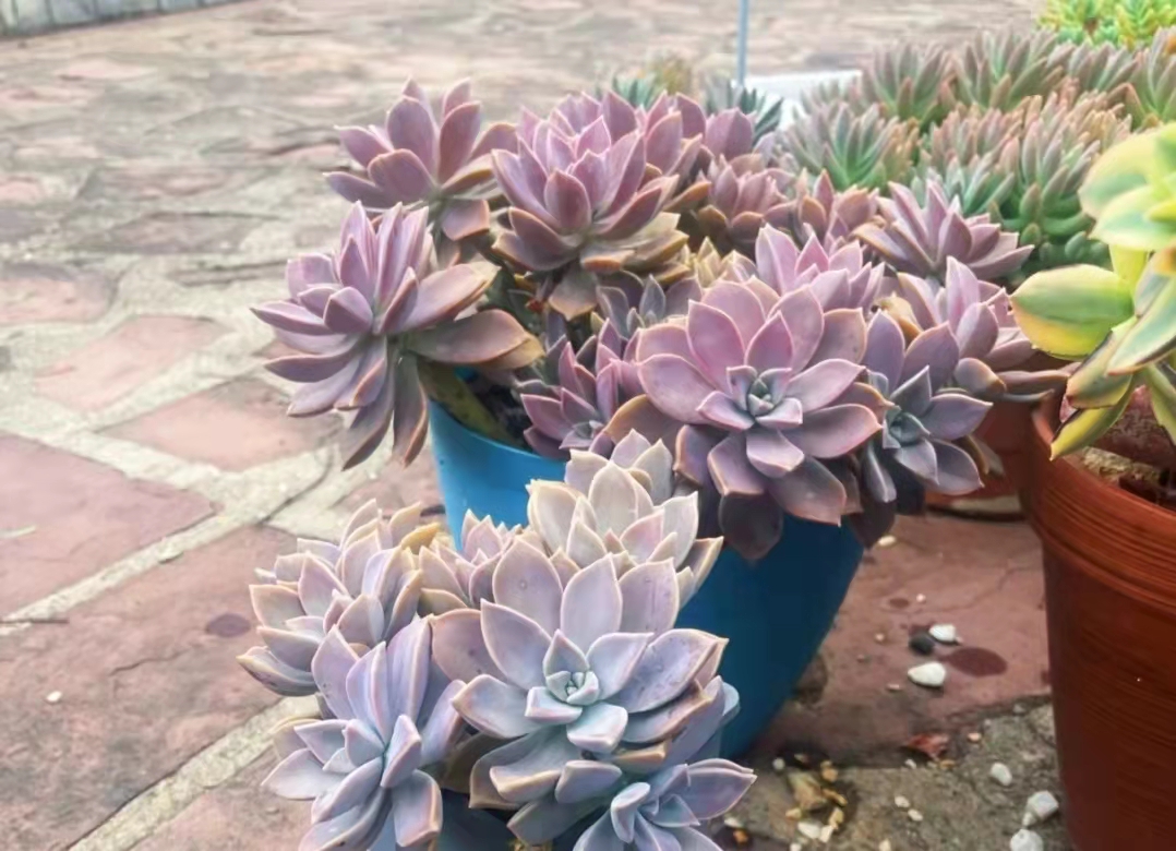 中国养宠物的小姐姐,西班牙养多肉