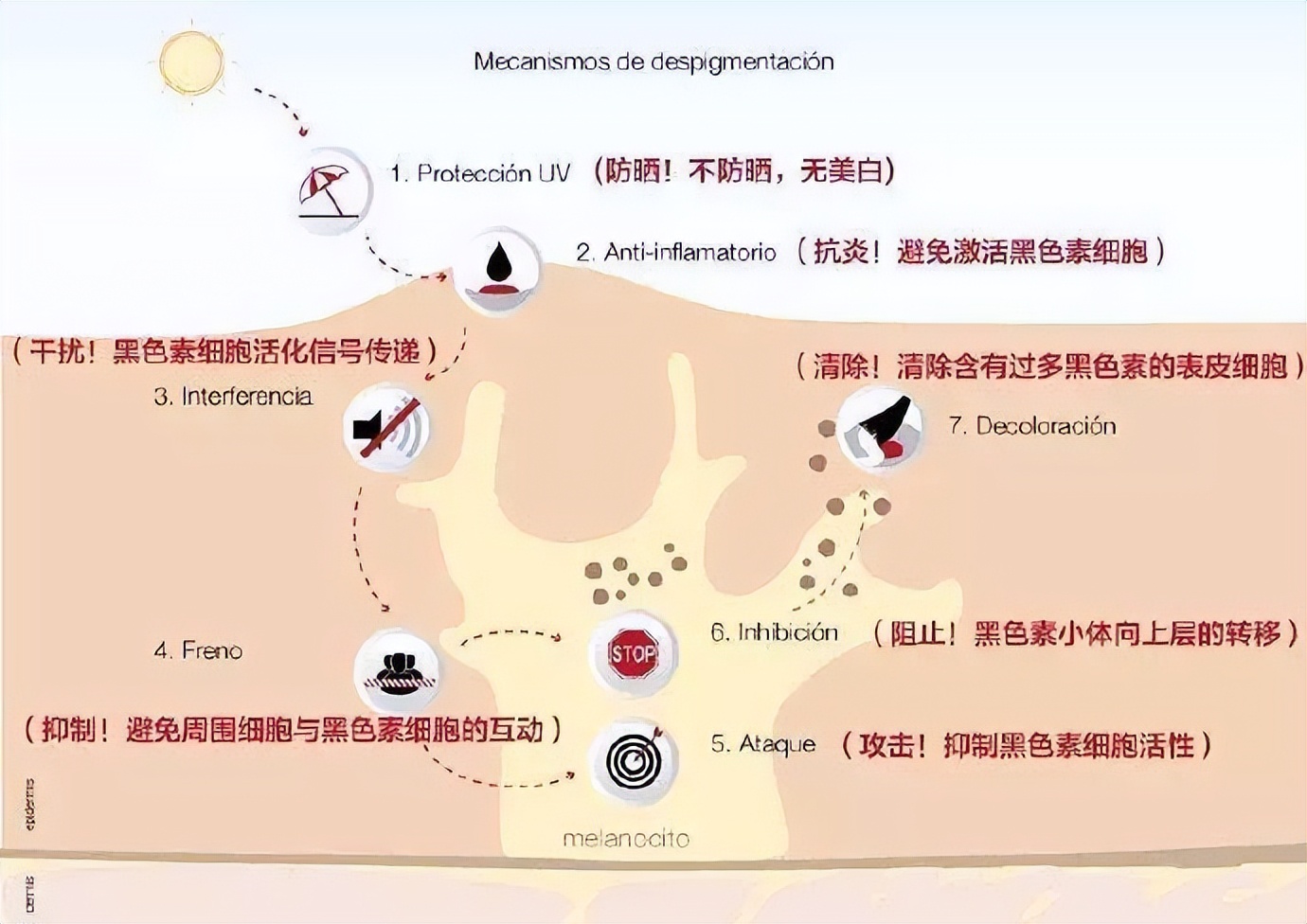 口服烟酰胺真的能美白吗,口服烟酰胺美白