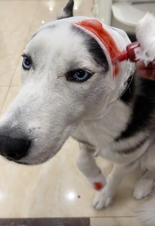 全网最听话的奥斯卡二哈,一只被主人逼疯的二哈奥斯卡