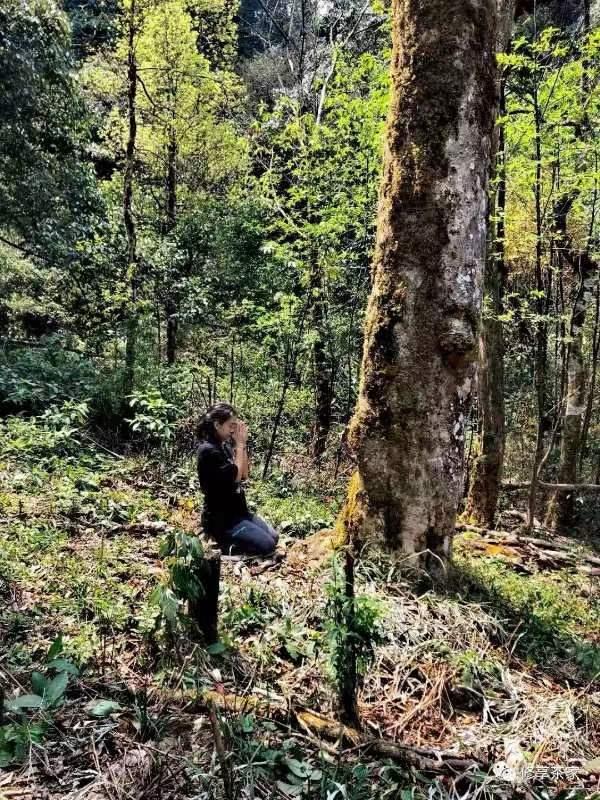 修享茶业钟海勇：以茶行修，打造中国茶文化的独特品牌之路