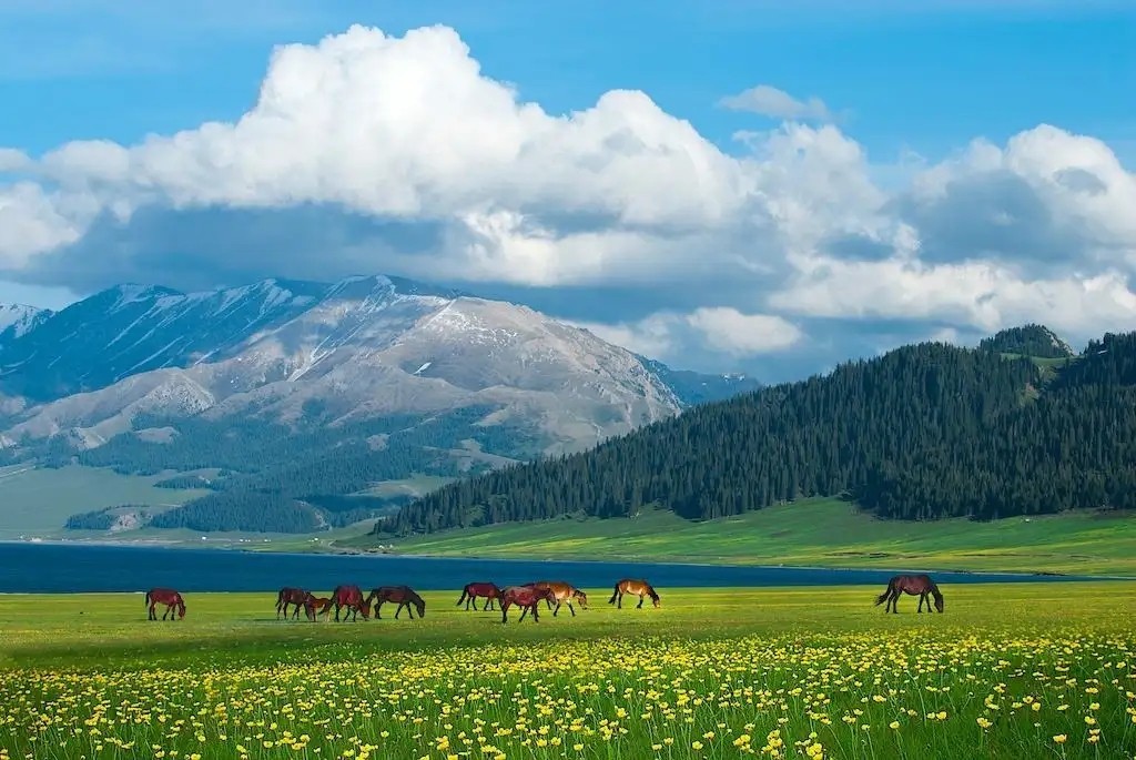 新疆的名酒伊力特酒价格是多少,伊力特酒新疆地位