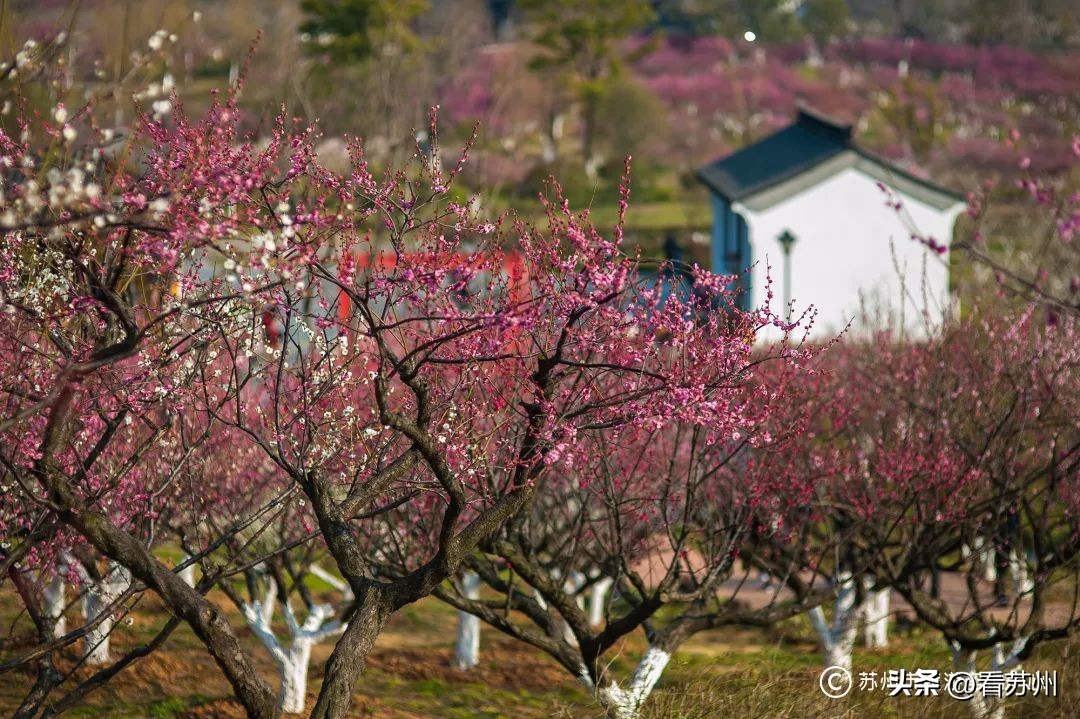 免费游园+惊喜好礼，苏州的“妇女节”活动有亿点点小心意～