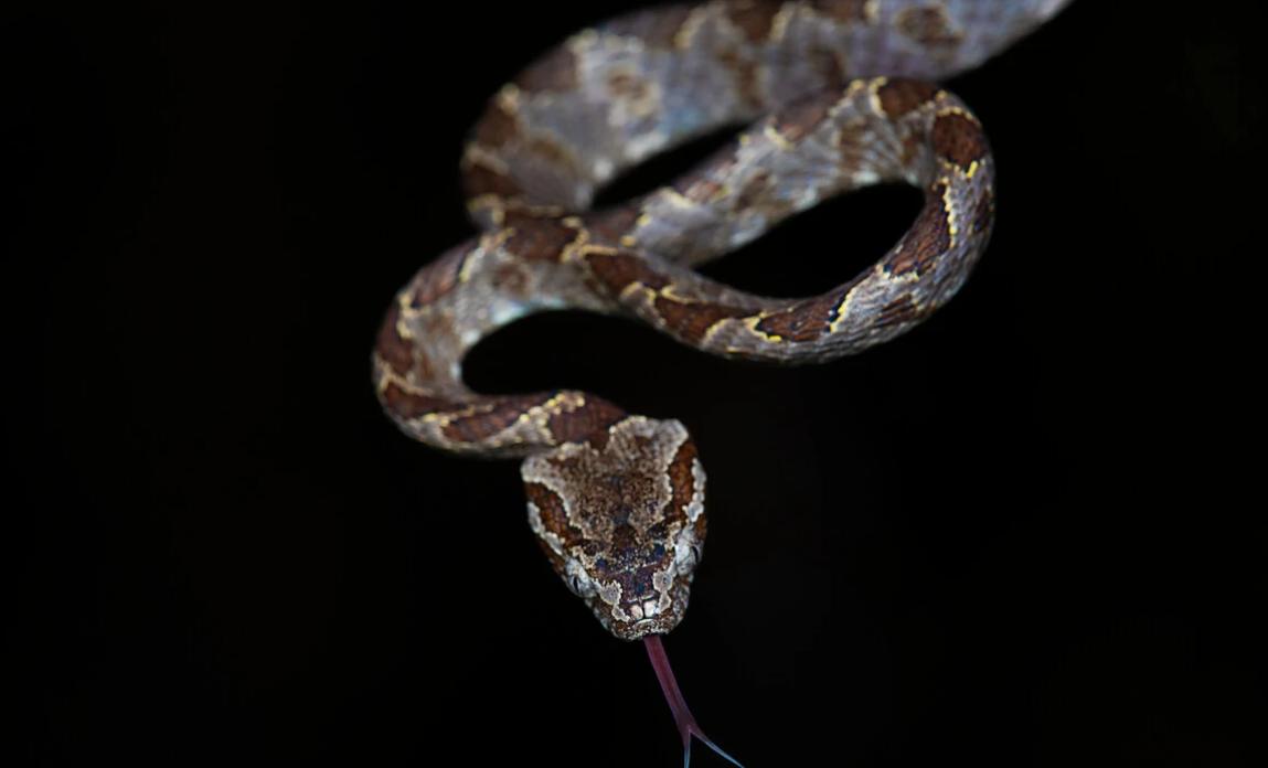 蛇类大全图鉴,蛇类大全