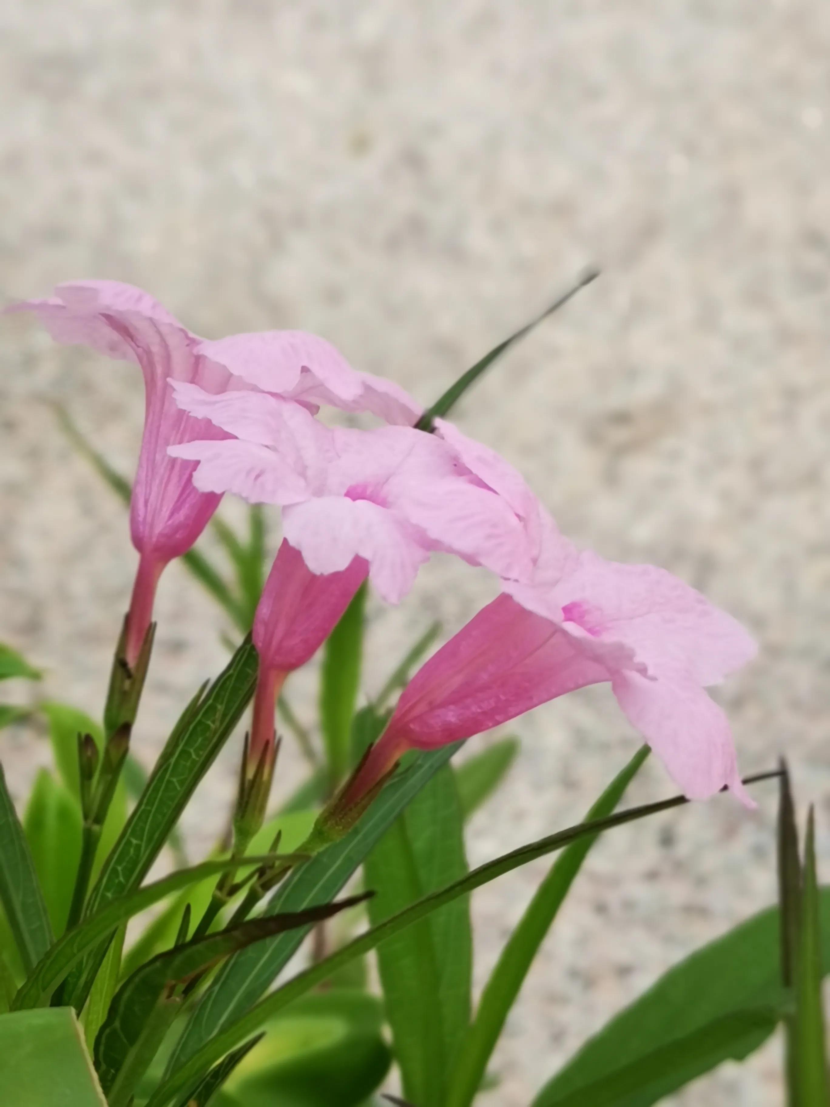 童年去河边钓鱼,童年垂钓的视频