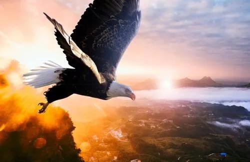 我长出大鸟的双翅拍动世界